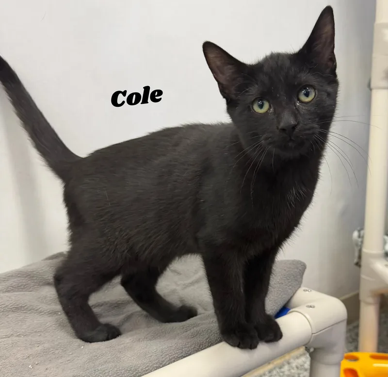 Cole thumbnail 2
