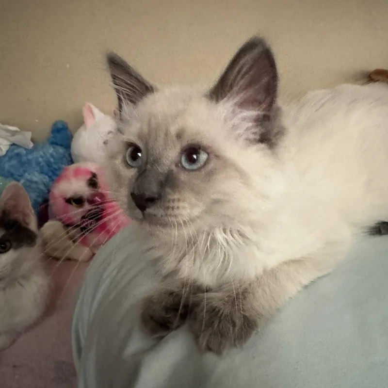 A baby small-sized female Cream / Ivory Siamese cat named Royal for adoption in Orange, CA