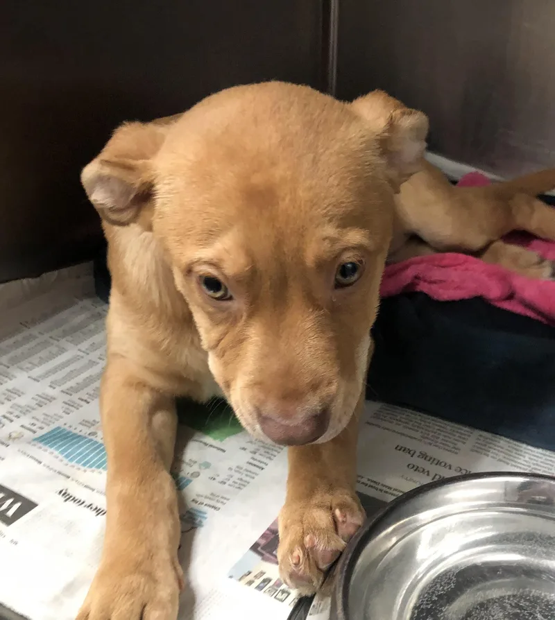 A baby medium-sized female Yellow / Tan / Blond / Fawn Labrador Retriever dog named Fuji for adoption in Parma, OH