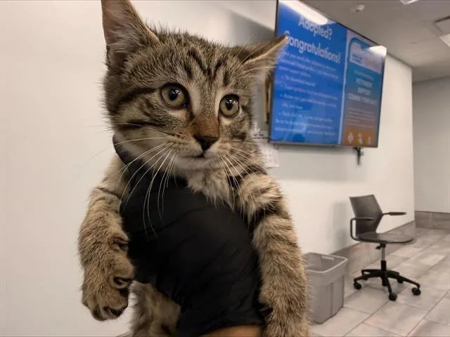 A baby small-sized female Domestic Short Hair cat named Allspice for adoption in Charlotte, NC