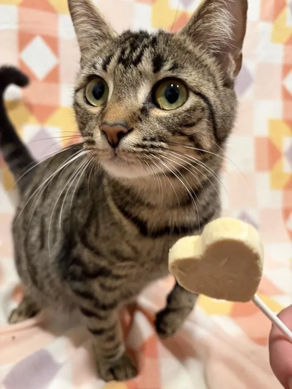 An adult medium-sized female Domestic Short Hair cat named Kristen Bell for adoption in Cleveland, TN