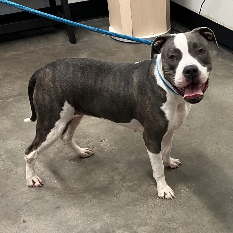 An adult large-sized female Gray / Blue / Silver Terrier dog named Luna for adoption in Tampa, FL