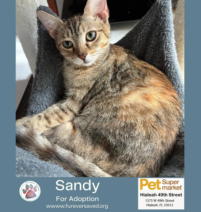 Sandy thumbnail 2