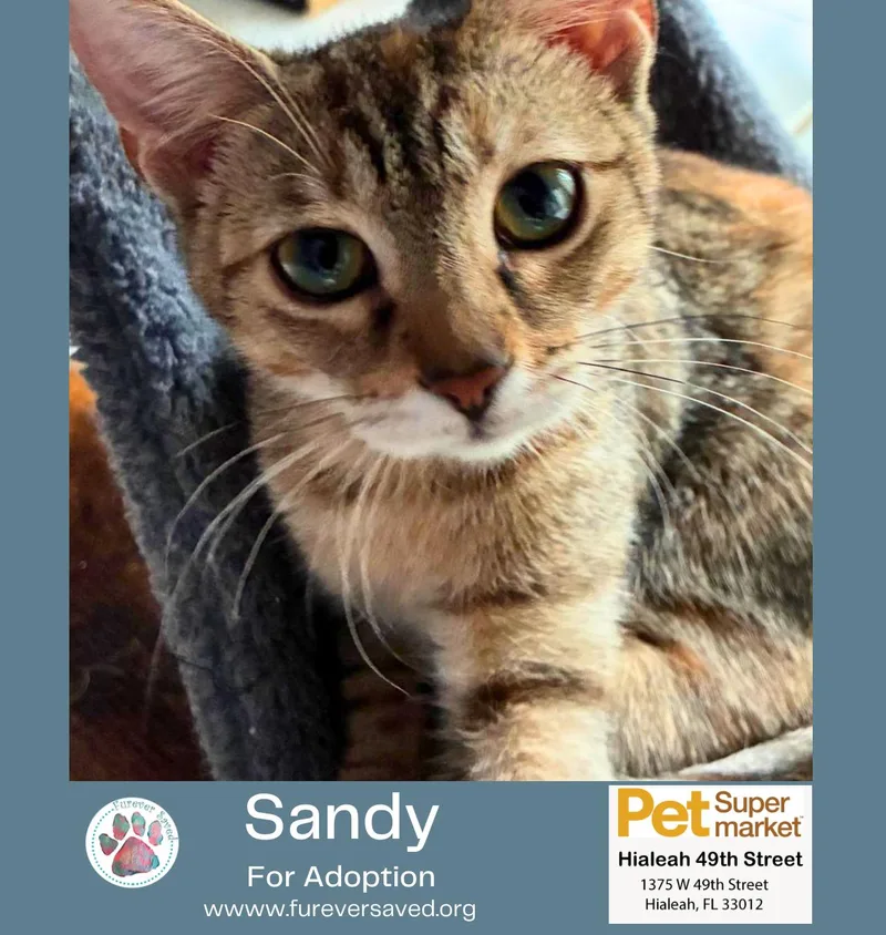 Sandy thumbnail 3