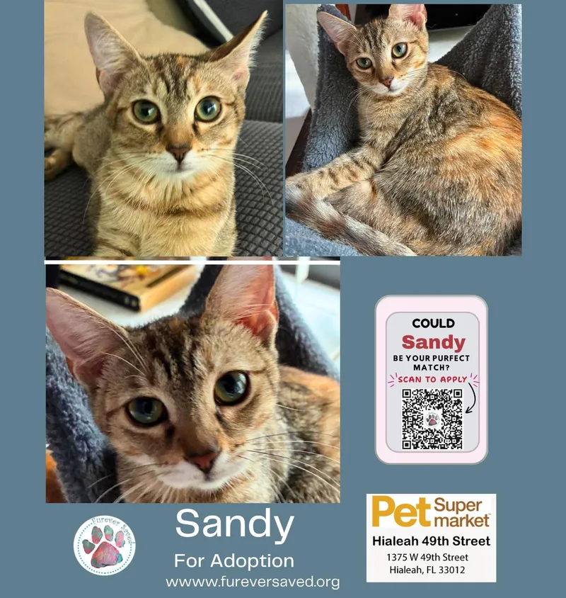 Sandy thumbnail 4
