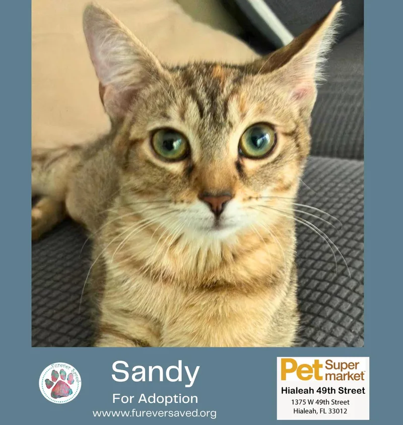Sandy thumbnail 5