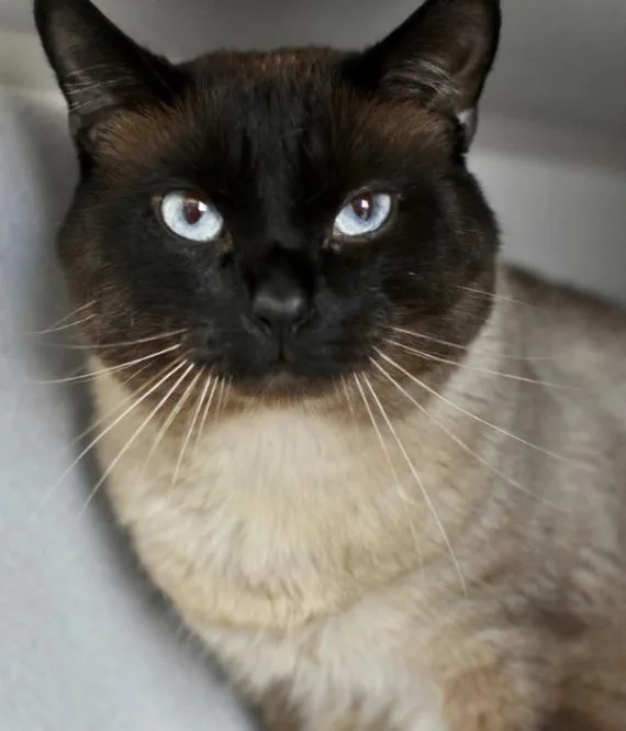 An adult medium-sized male Siamese cat named Donut for adoption in Marietta, GA