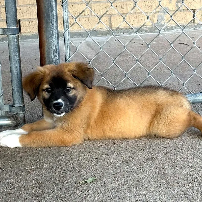 A baby small-sized female Black Shepherd dog named Buttercup for adoption in Austin, TX