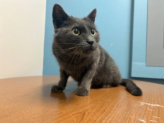 An adult small-sized male Russian Blue cat named Double for adoption in Garland, TX