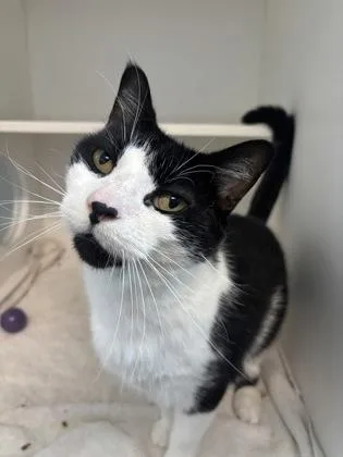 An adult small-sized male Domestic Short Hair cat named Richard for adoption in Manteo, NC