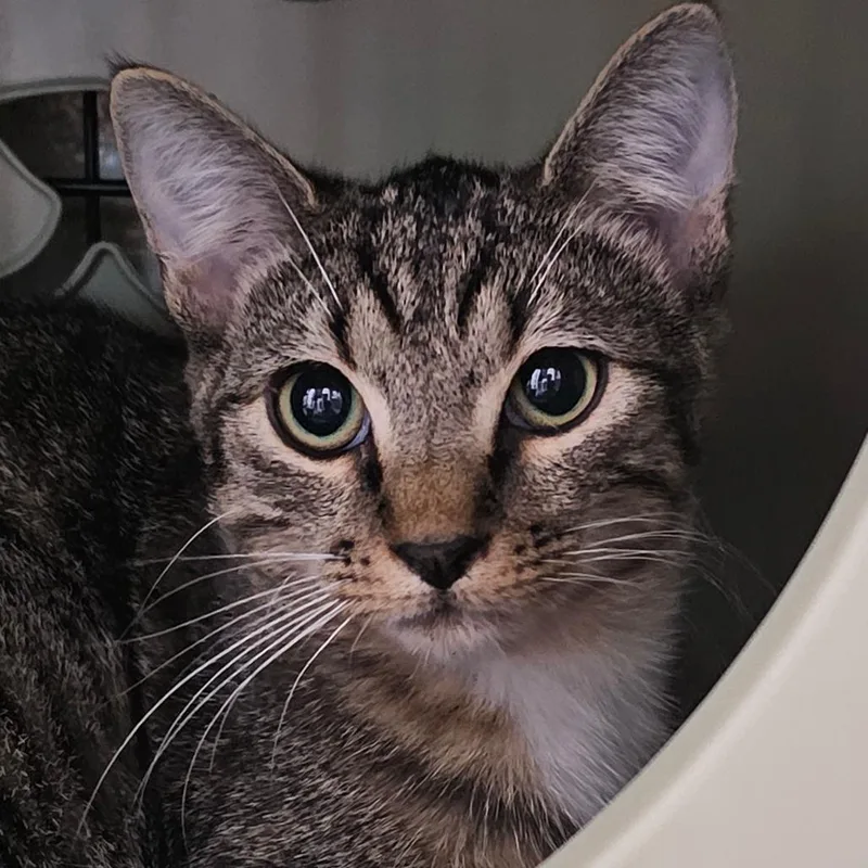 A baby medium-sized male Brown / Chocolate Domestic Short Hair cat named Biscuits for adoption in Columbus, NC