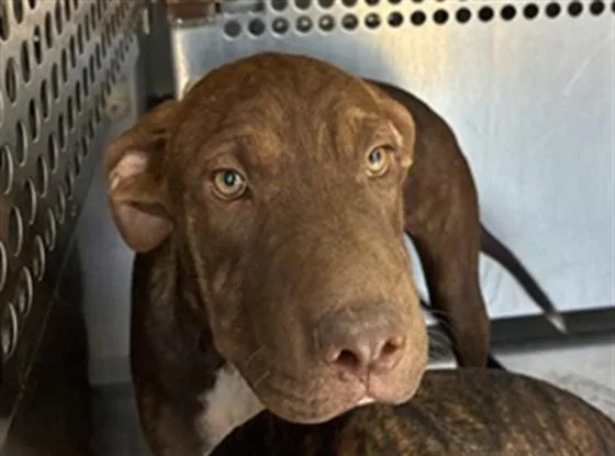 A baby large-sized female Pit Bull Terrier dog named Change for adoption in Mesa, AZ