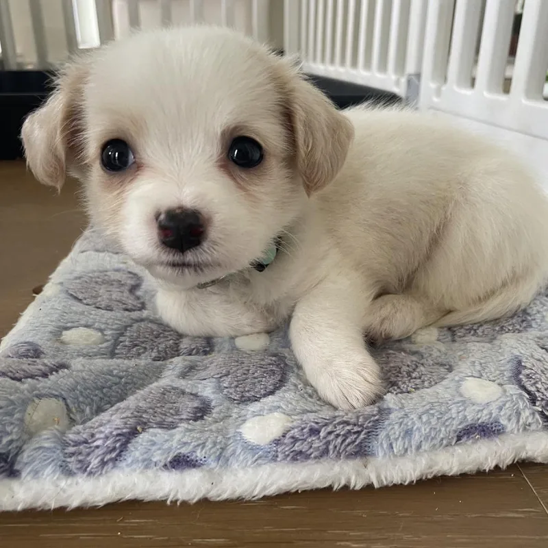 Marshmallow
