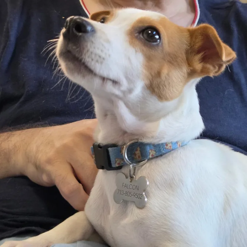 Biscuit thumbnail 3