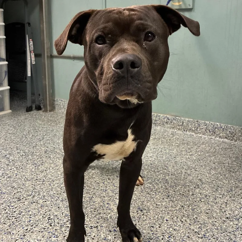 An adult medium-sized male Black American Staffordshire Terrier dog named Cookie Monster for adoption in Greenville, SC
