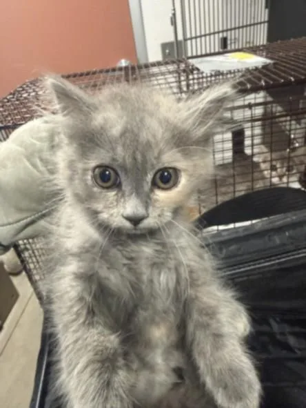 A baby small-sized female Domestic Medium Hair cat named Sandy for adoption in Chatsworth, CA