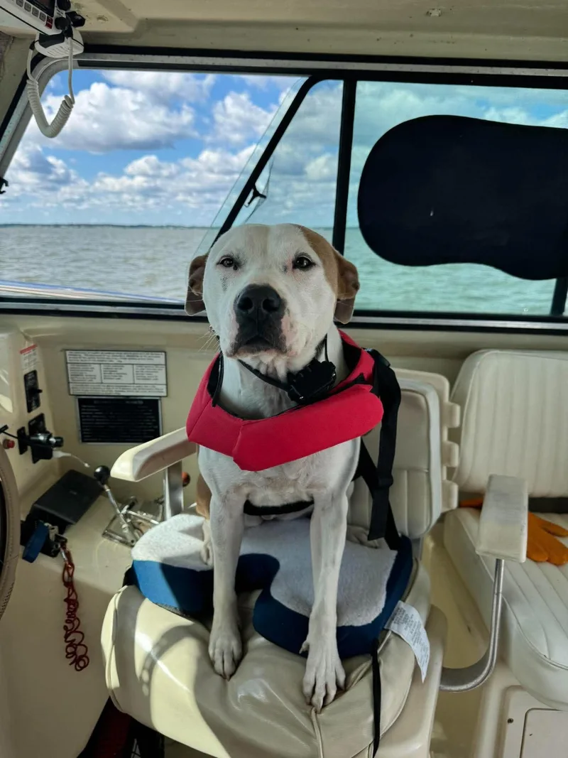 An adult medium-sized female Brown / Chocolate American Staffordshire Terrier dog named Bella for adoption in Fredericksburg, VA