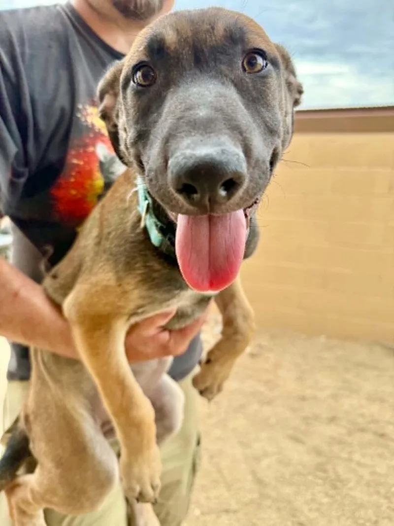A young medium-sized female Black Belgian Shepherd / Malinois dog named Luna  puppy  for adoption in Glendale, AZ
