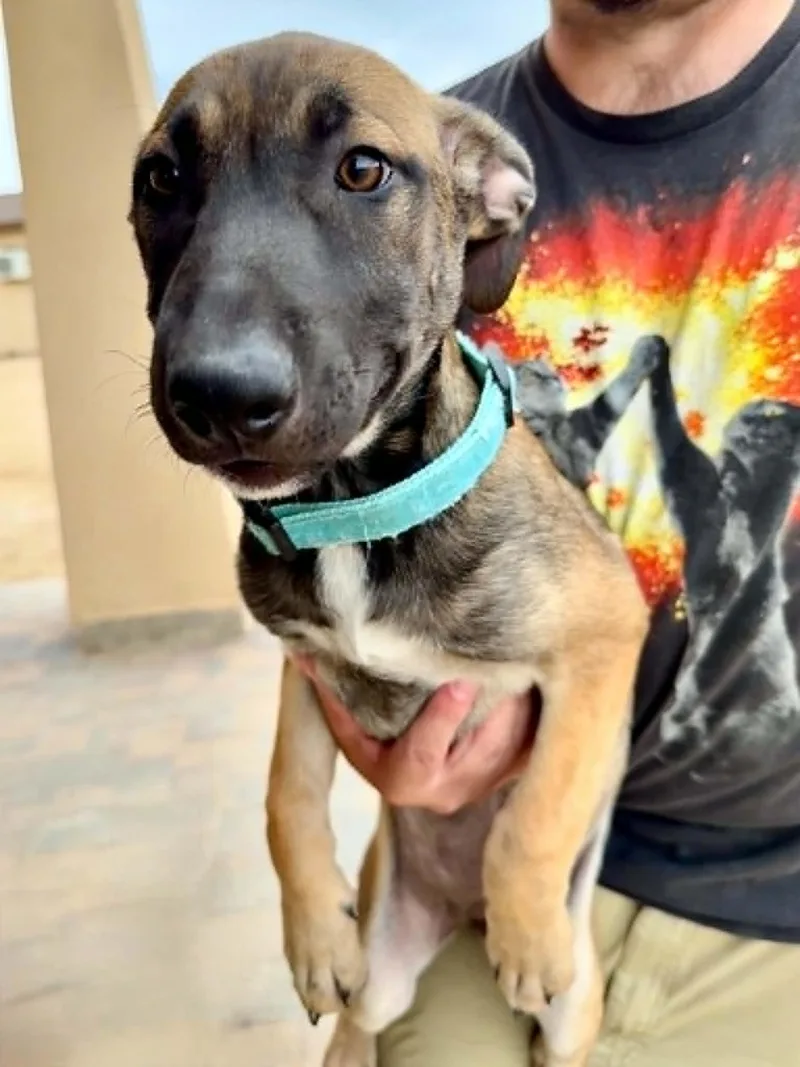 Luna  puppy  thumbnail 3