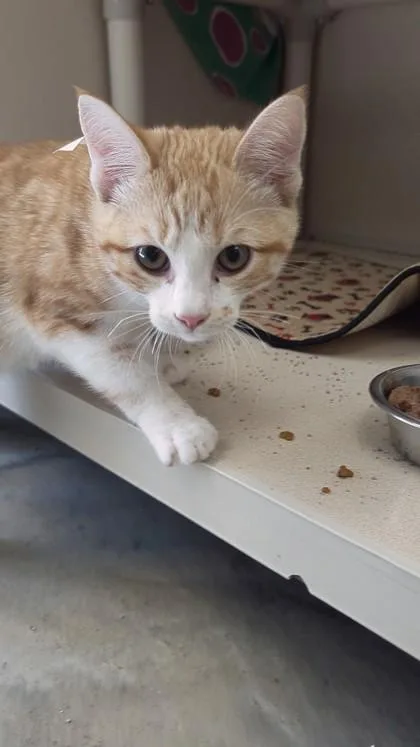 A baby medium-sized male Domestic Short Hair cat named Kristofer  I am for adoption in East Brookfield, MA