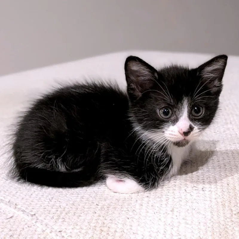 A baby small-sized female Domestic Short Hair cat named Watafall for adoption in Austin, TX