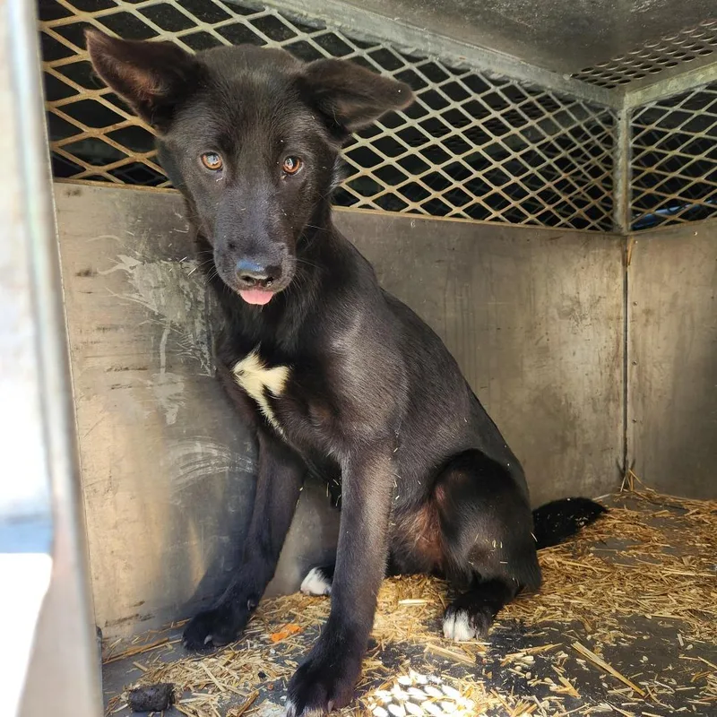 A baby small-sized female Black Labrador Retriever dog named Ruthy for adoption in Birmingham, AL