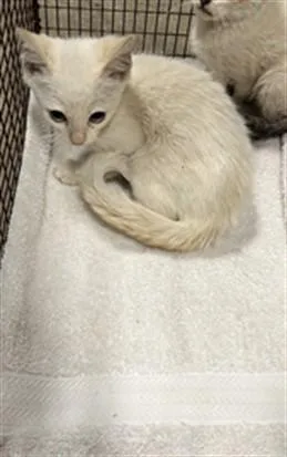 A baby small-sized male Domestic Short Hair cat named Sith for adoption in Chatsworth, CA