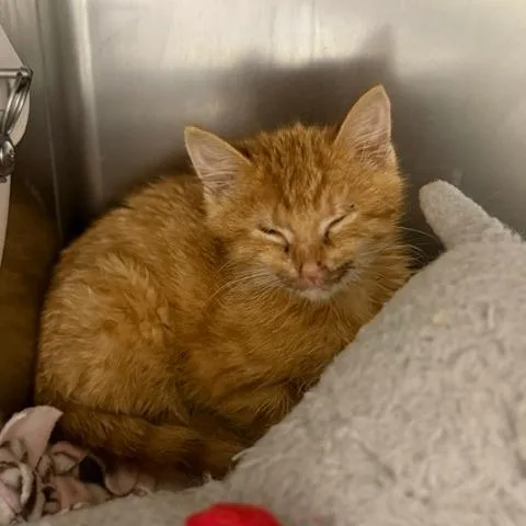 A baby small-sized female Domestic Short Hair cat named Cheddar for adoption in Cumming, GA