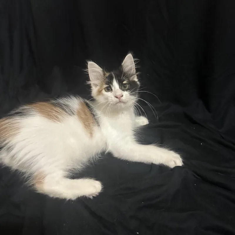 A baby small-sized female Domestic Medium Hair cat named Shock for adoption in Port Charlotte, FL