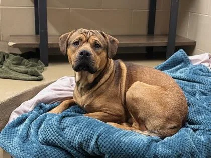 A young large-sized male Mixed Breed dog named Namor for adoption in Knoxville, TN