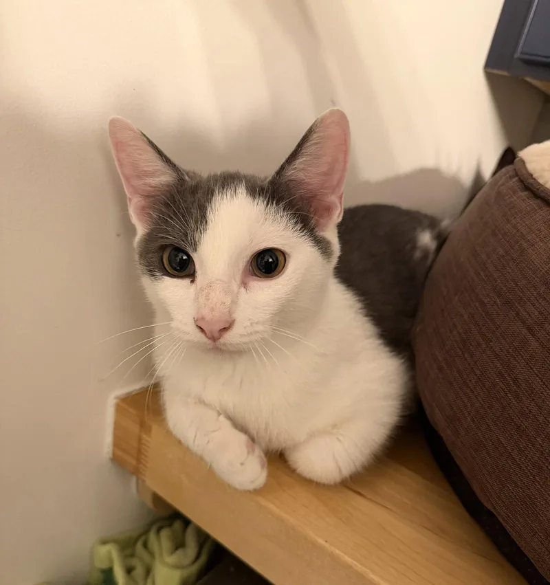 A baby medium-sized male Gray & White Domestic Short Hair cat named Hendrix wJagger for adoption in Stewartsville, NJ
