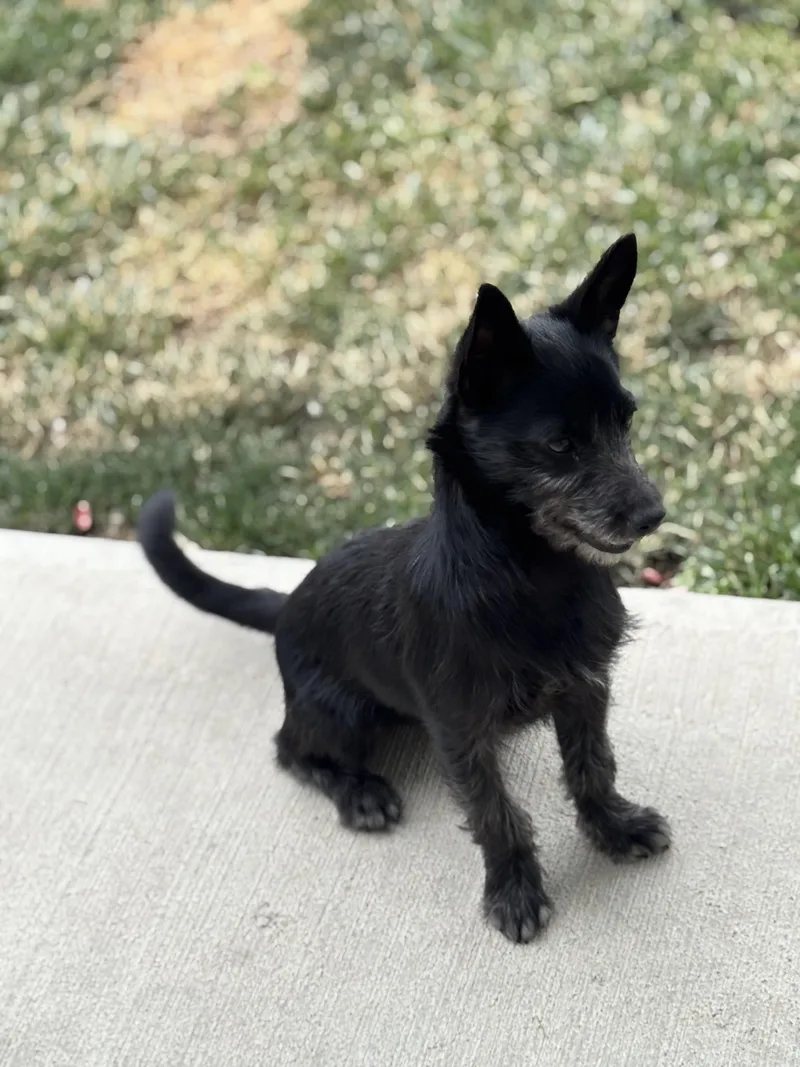 A young small-sized female Black Terrier dog named Tessa for adoption in Quincy, WA