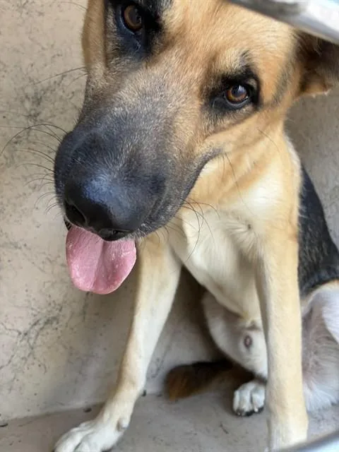 A young large-sized male German Shepherd Dog dog named Dustin for adoption in Oklahoma City, OK