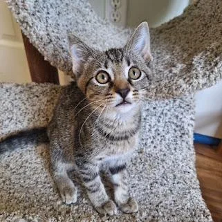 A baby small-sized female Brown / Chocolate Domestic Short Hair cat named Pixie for adoption in Kansas City, MO