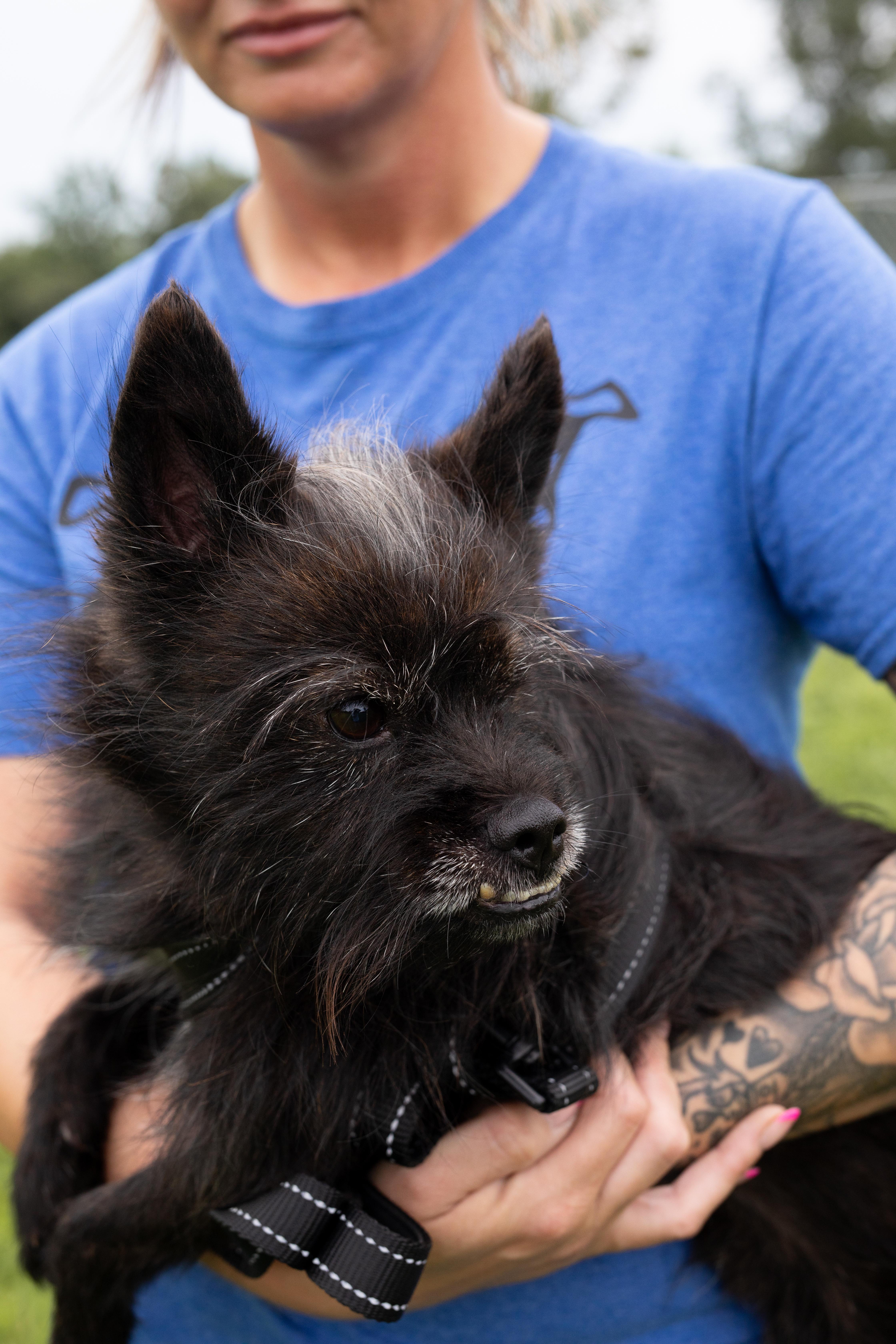 An adult small-sized male Cairn Terrier dog named Bubba for adoption in Dixon, KY