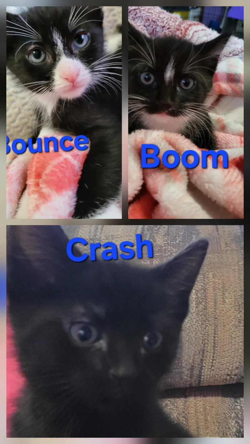 A baby small-sized male Black Domestic Short Hair cat named Boom Crash and for adoption in Hutchinson, MN