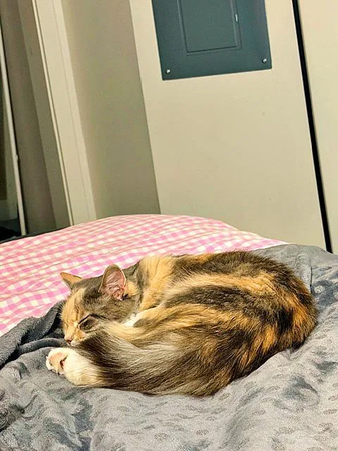 A young medium-sized female Dilute Calico cat named Autumn for adoption in Pittsburgh, PA