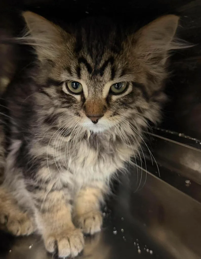 A baby small-sized female Domestic Long Hair cat named Storm for adoption in Lagrange, IN