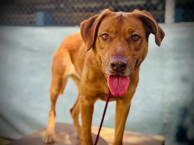 An adult large-sized female Labrador Retriever dog named Betty for adoption in Orlando, FL