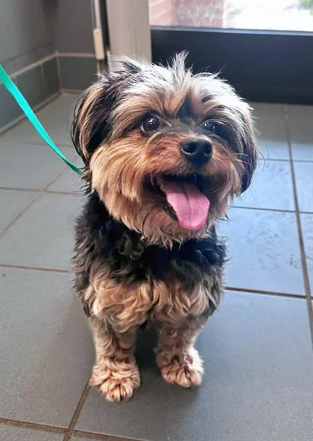 An adult small-sized male Black Mixed Breed dog named T'challa Karu Wilson for adoption in Nashville, TN