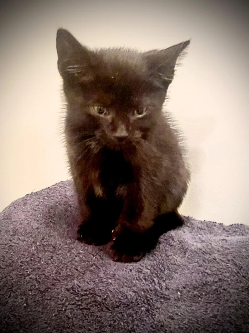 A baby medium-sized male Black Domestic Short Hair cat named Bentley for adoption in Herndon, VA