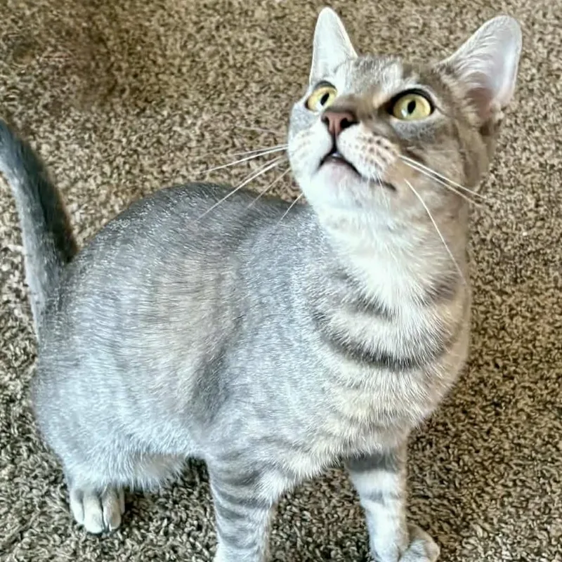 A young medium-sized female Tabby (Gray / Blue / Silver) Domestic Short Hair cat named Pearl for adoption in Liverpool, TX
