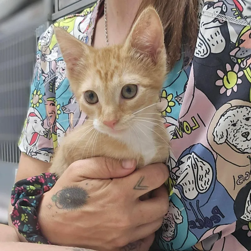 A baby medium-sized male Domestic Short Hair cat named Felix for adoption in Sunrise Beach, MO