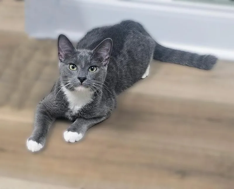 A baby small-sized male Gray & White Domestic Short Hair cat named Remus Sunset for adoption in Mount Laurel, NJ
