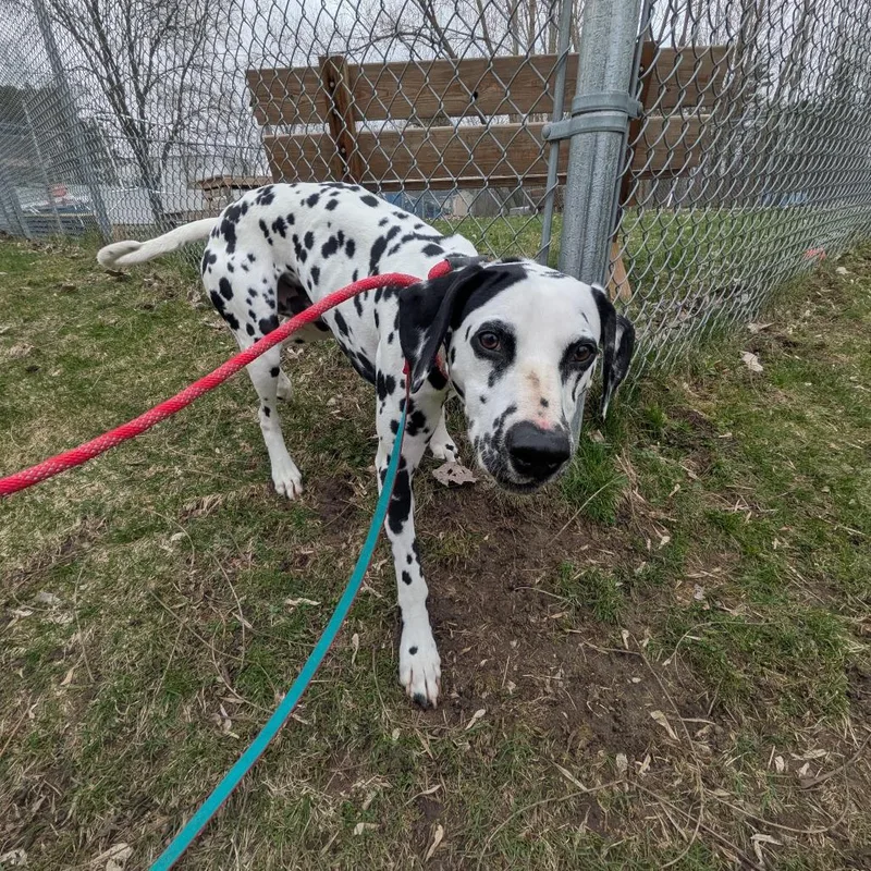 Mr. Milo thumbnail 2