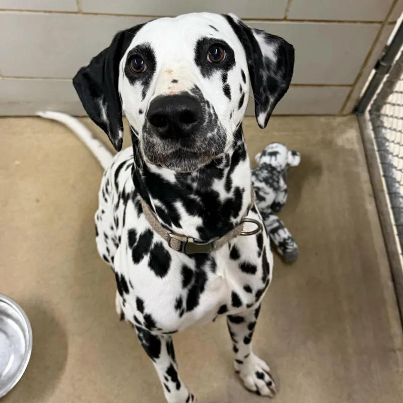 Mr. Milo thumbnail 3