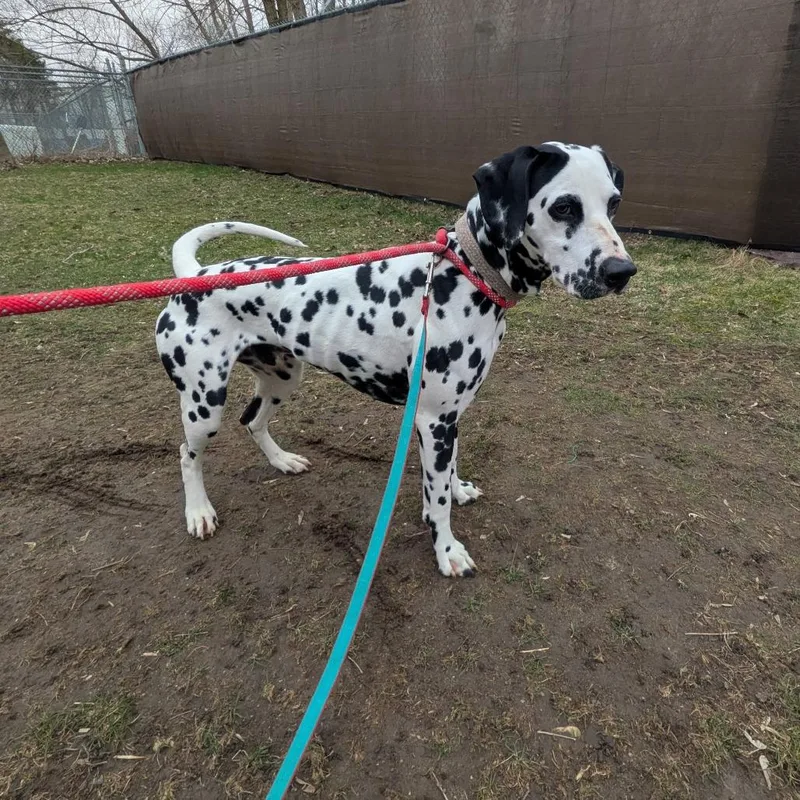 Mr. Milo thumbnail 4