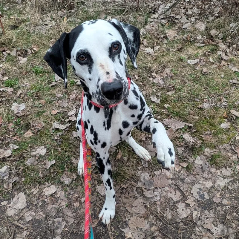 Mr. Milo thumbnail 5