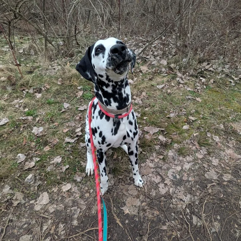 Mr. Milo thumbnail 6