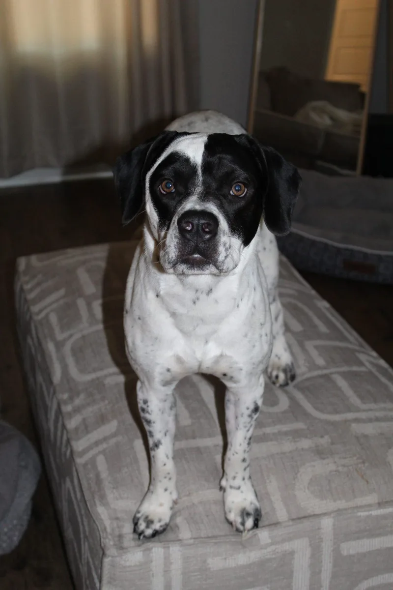 A young medium-sized male Bicolor Beagle dog named Huey for adoption in Cookeville, TN
